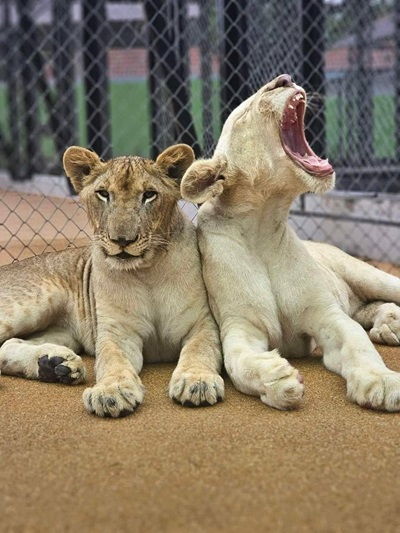 Lion Land Phuket 3